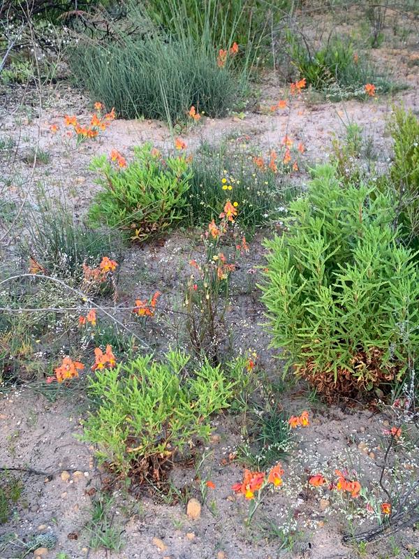 0 Bedroom Property for Sale in Piketberg Rural Western Cape